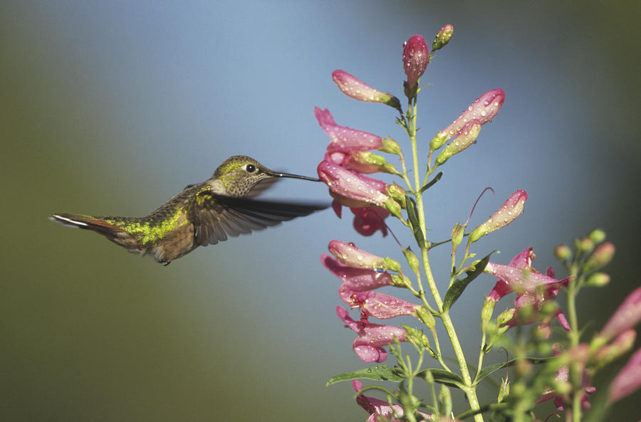 Broad Tailed Hummingbird Juvenile Photograph by Tim Fitzharris