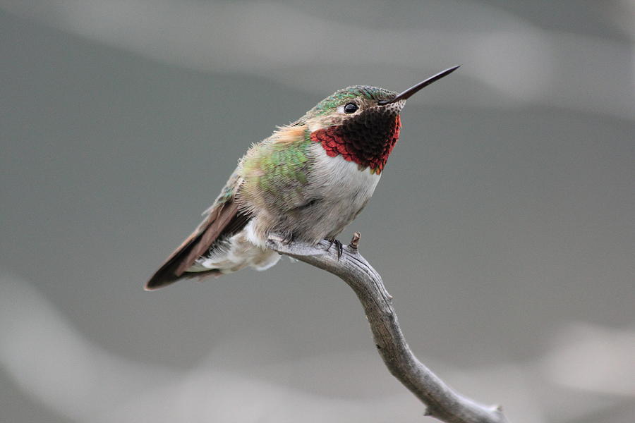 Broad-Tailed Hummingbird Photograph by Shane Bechler