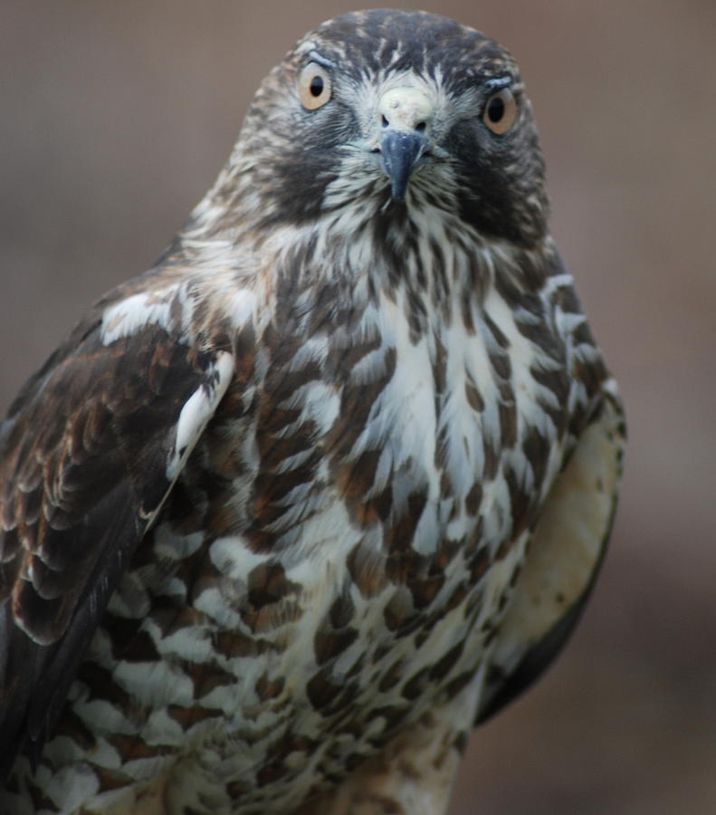Broad Winged Hawk Photograph by Richard Bryce and Family