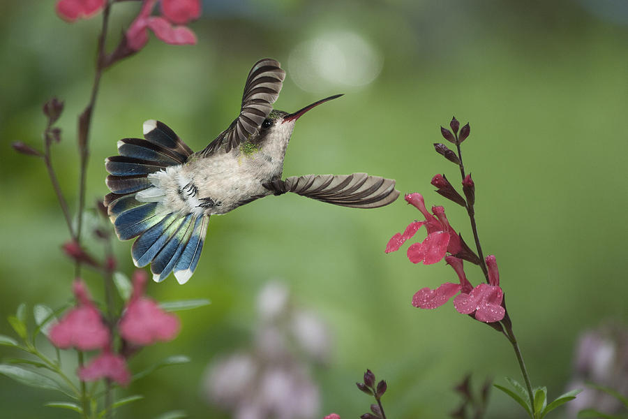 Broadbill Hummingbird and Salvia Photograph by Gregory Scott