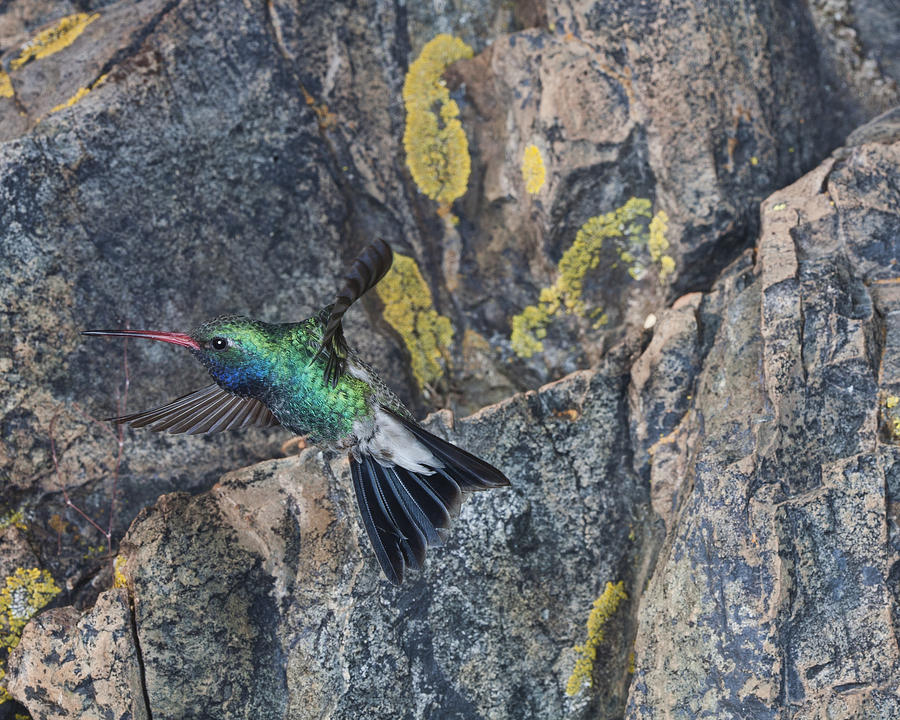 Hummingbird Photograph - Broadbill Hummingbird at my Rock. by Gregory Scott