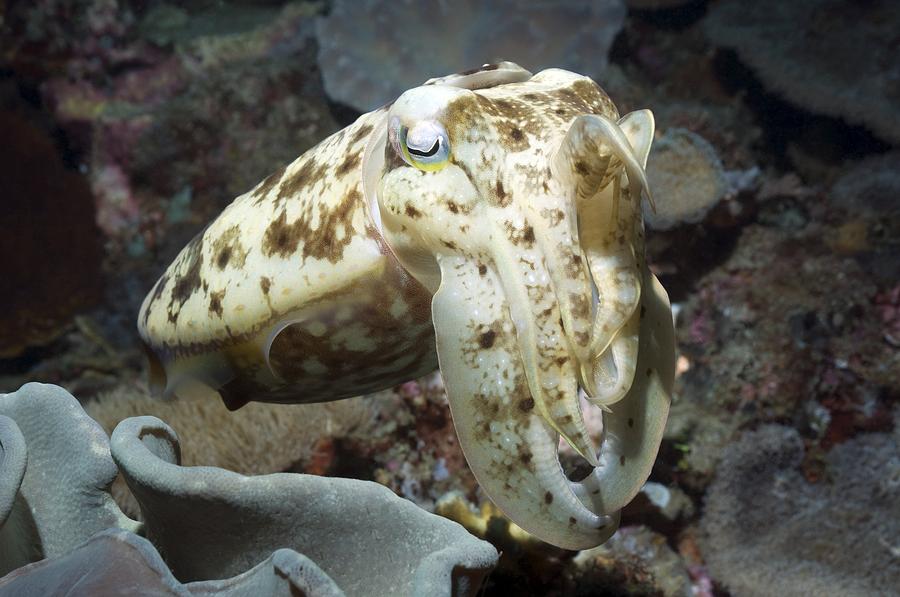 Broadclub Cuttlefish Photograph by Georgette Douwma - Fine Art America