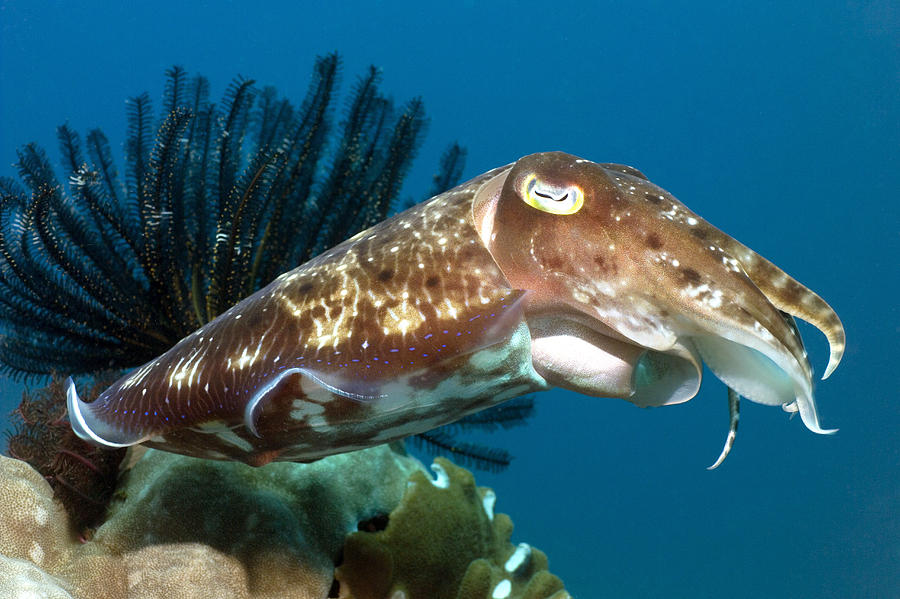 Sepia latimanus - Broadclub Cuttlefish - Taxo4254 - Wiki.nus