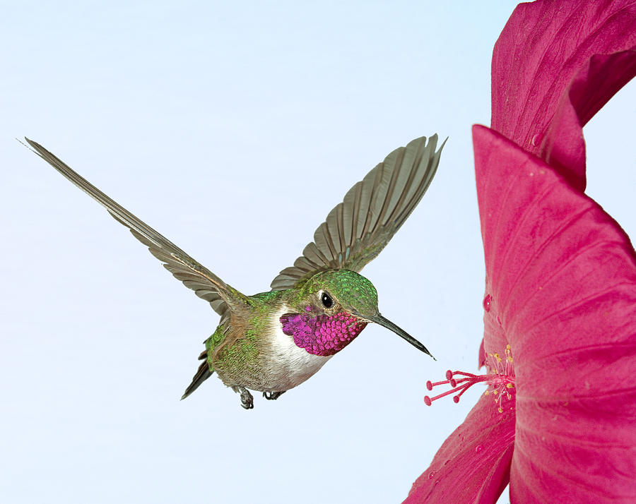Broadtail and Hibiscus Photograph by Gregory Scott