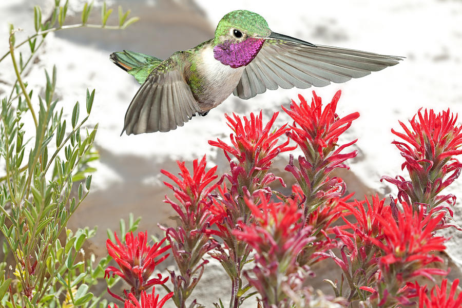 Broadtail Hummingbird and Indian Paintbrush Photograph by Gregory Scott
