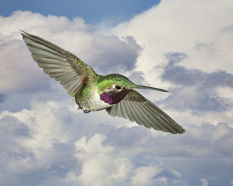 Broadtail Hummingbird and Sky Photograph by Gregory Scott