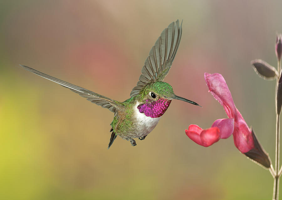 Broadtail Hummingbird at Salvia Photograph by Gregory Scott