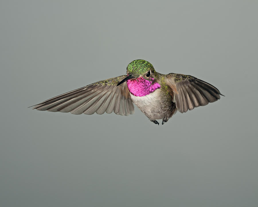 Broadtail Hummingbird in Flight Photograph by Gregory Scott