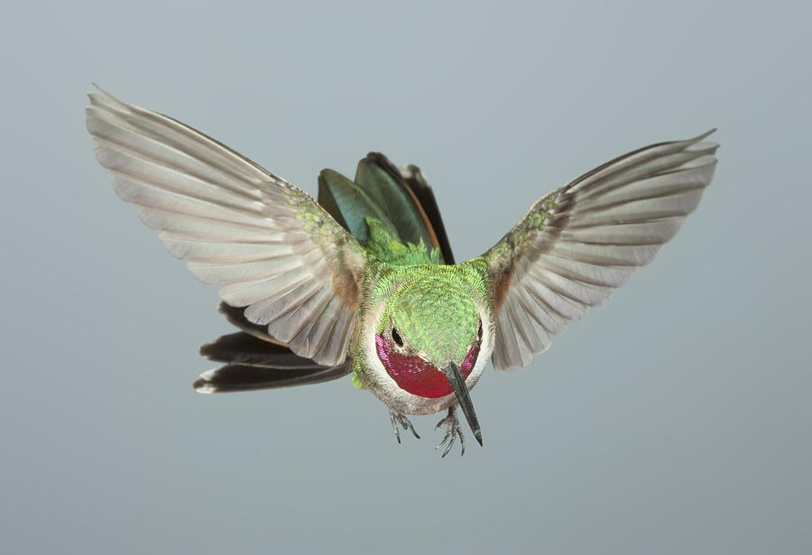 Broadtailed Hummingbird Male Photograph by Gregory Scott