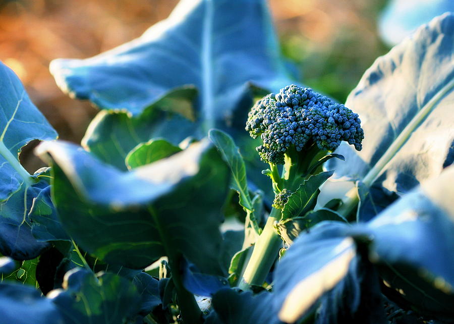 Broccoli Photograph by Angela Rath