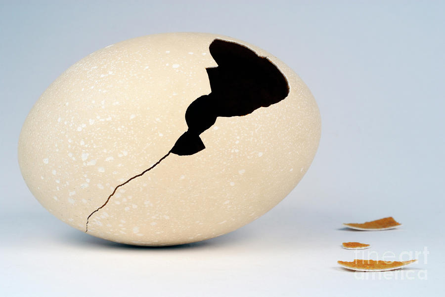 Broken Ostrich Egg Photograph by Sami Sarkis
