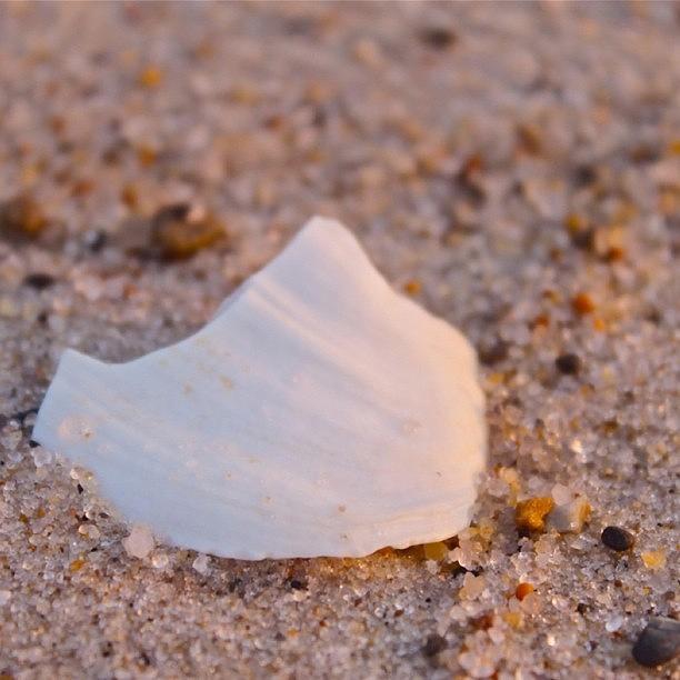 Shell Photograph - Broken Shell by Justin Connor