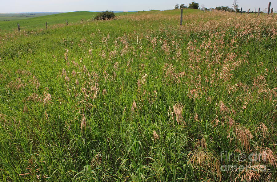 Brome Grass on the Prairie Photograph by Jim Sauchyn