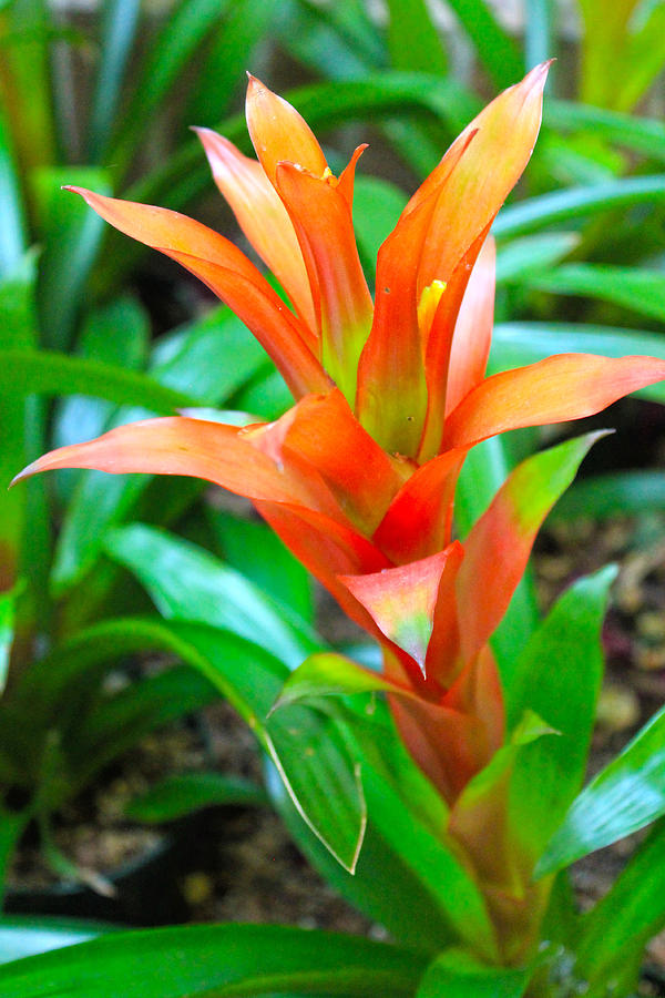 Nature Photograph - Bromeliad Beauty by Rebecca Frank