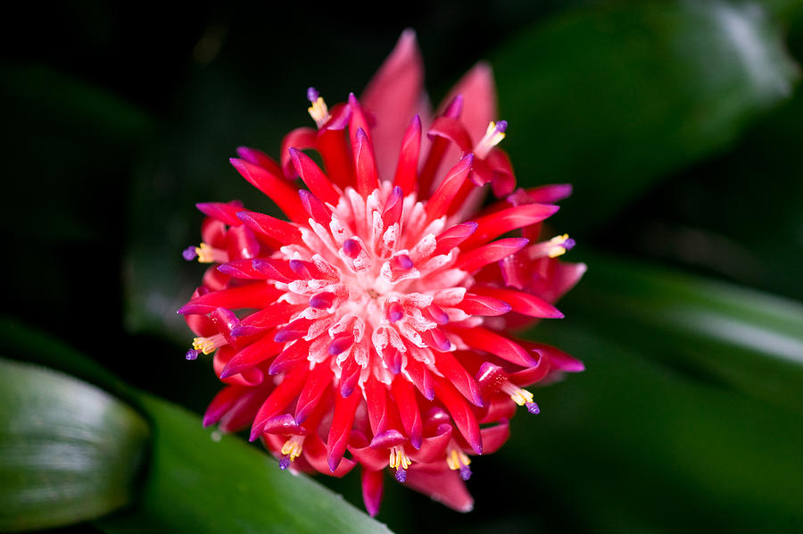 Abstract Photograph - Bromeliad bloom by Rich Franco