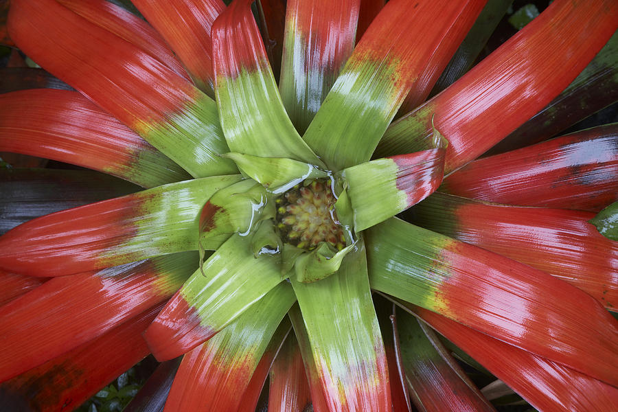 Bromeliad Flower Costa Rica Photograph by Tim Fitzharris