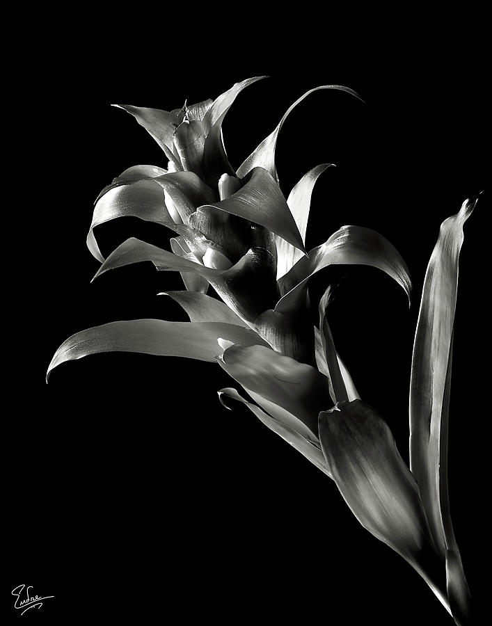 Bromeliad in Black and White Photograph by Endre Balogh