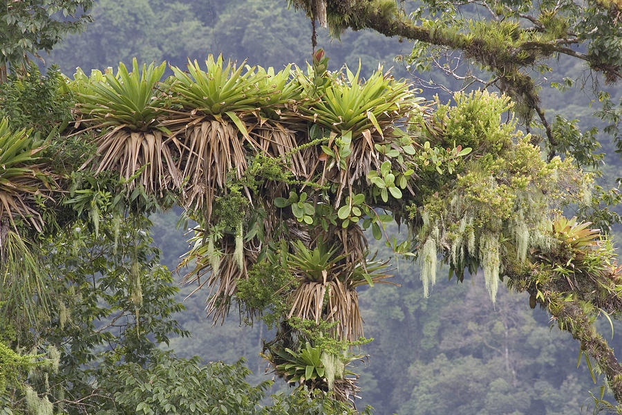 Bromeliad On A Rainforest Tree Costa Photograph by Piotr Naskrecki