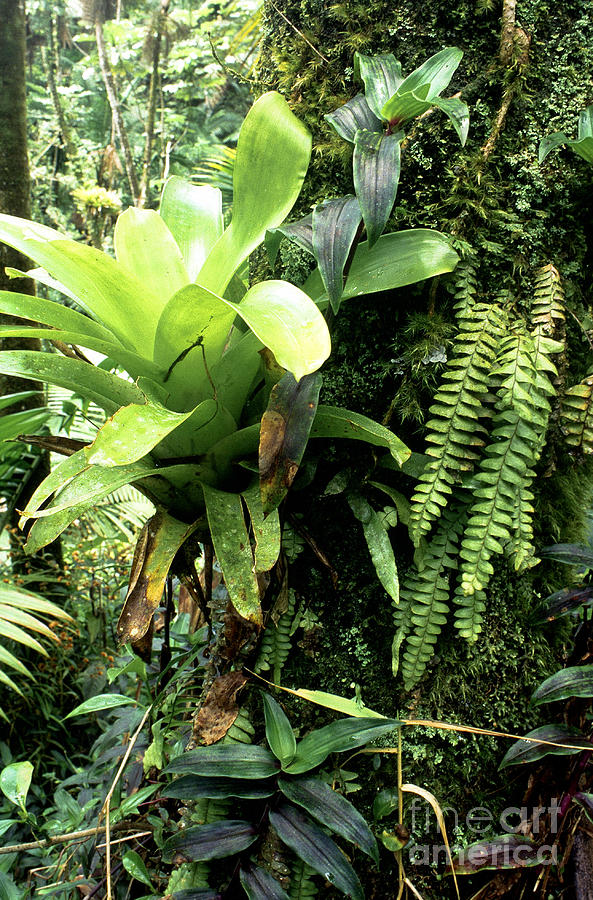 Bromeliad on Tree Trunk El Yunque National Forest Photograph by Thomas R Fletcher