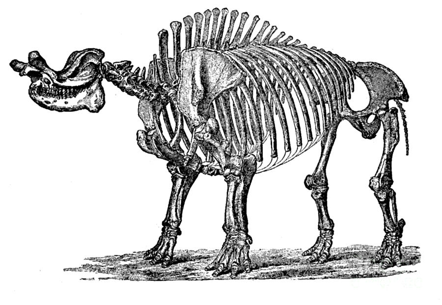 Brontops, Cenozoic Mammal Photograph by Science Source
