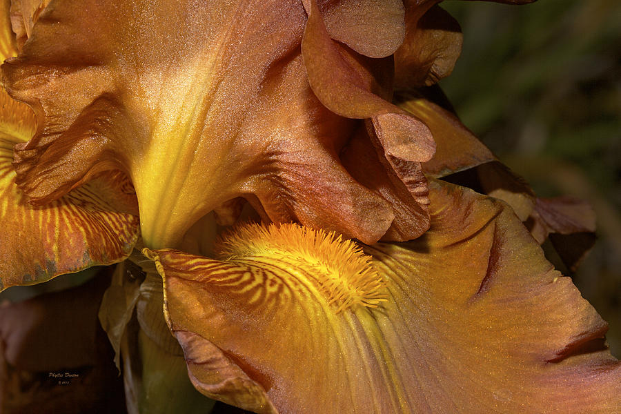 Bronze And Gold Iris Photograph by Phyllis Denton