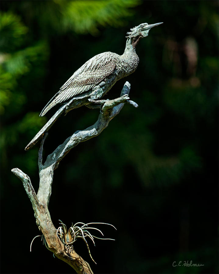 Bronze Cormorant Photograph by Christopher Holmes