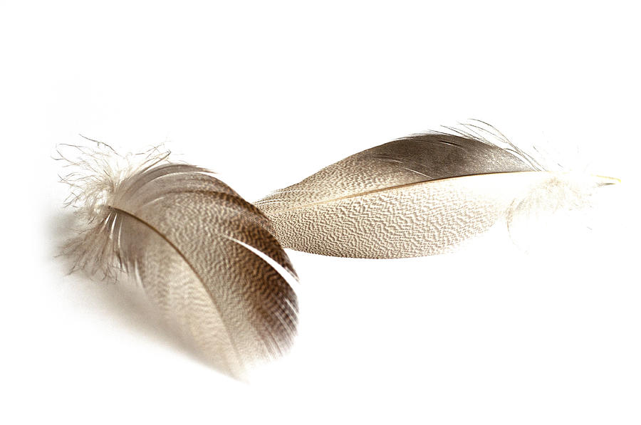 Bronze Mallard Feather 2 Photograph by Steve Purnell