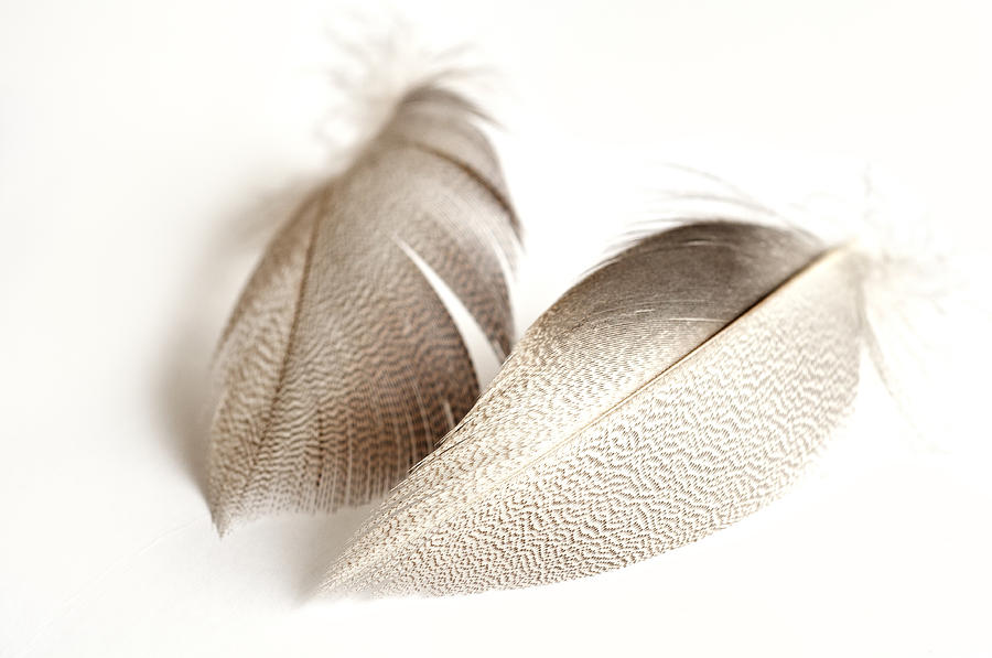 Bronze Mallard Feather 4 Photograph by Steve Purnell
