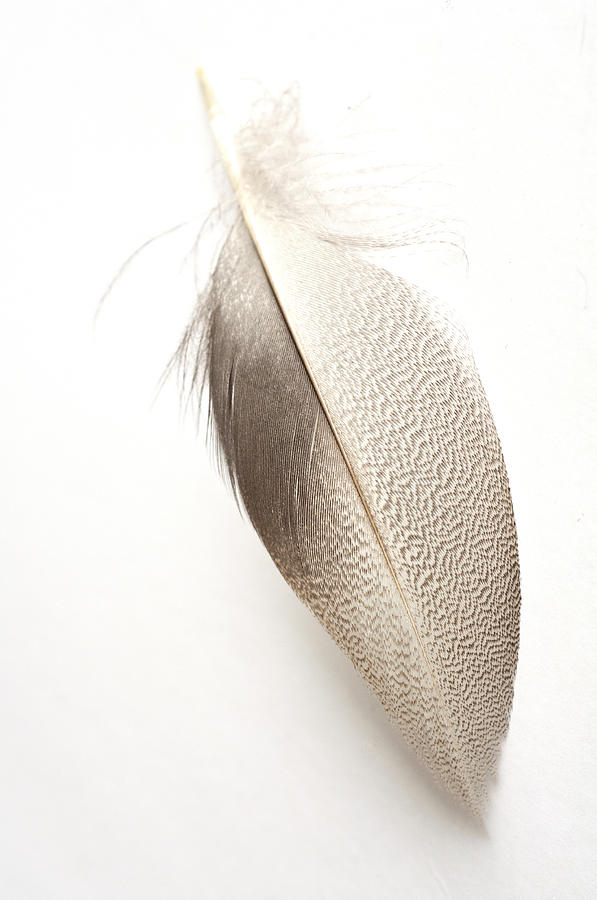 Bronze Mallard Feather 5 Photograph by Steve Purnell