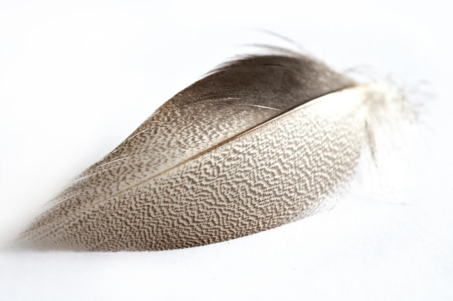 Bronze Mallard Feather Photograph by Steve Purnell