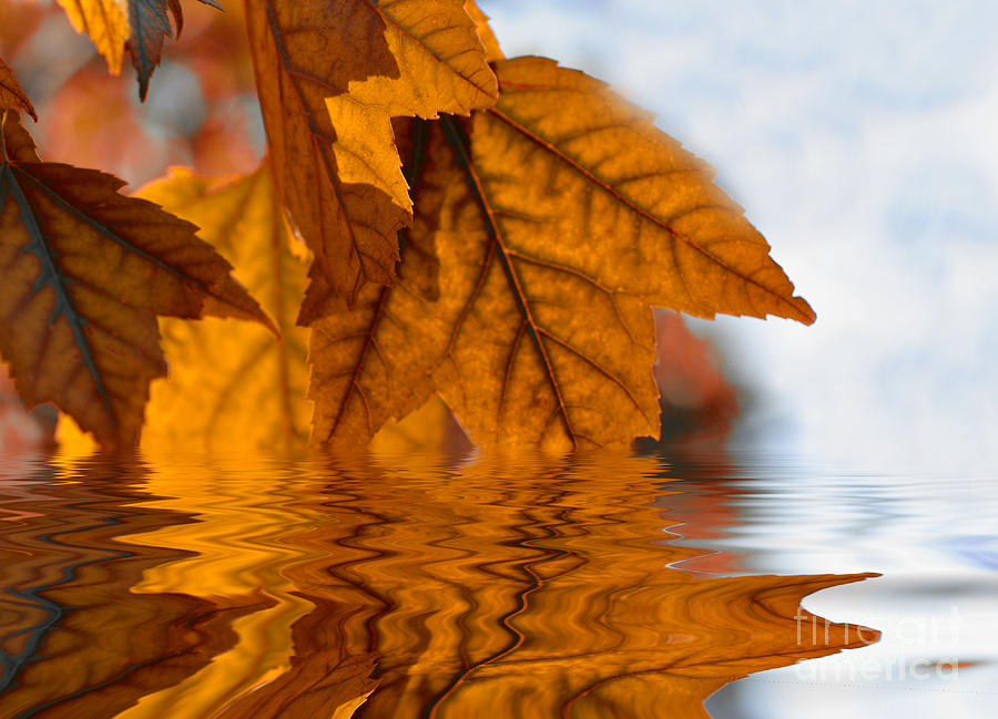 Bronze Reflections in Autumn Photograph by Elaine Manley
