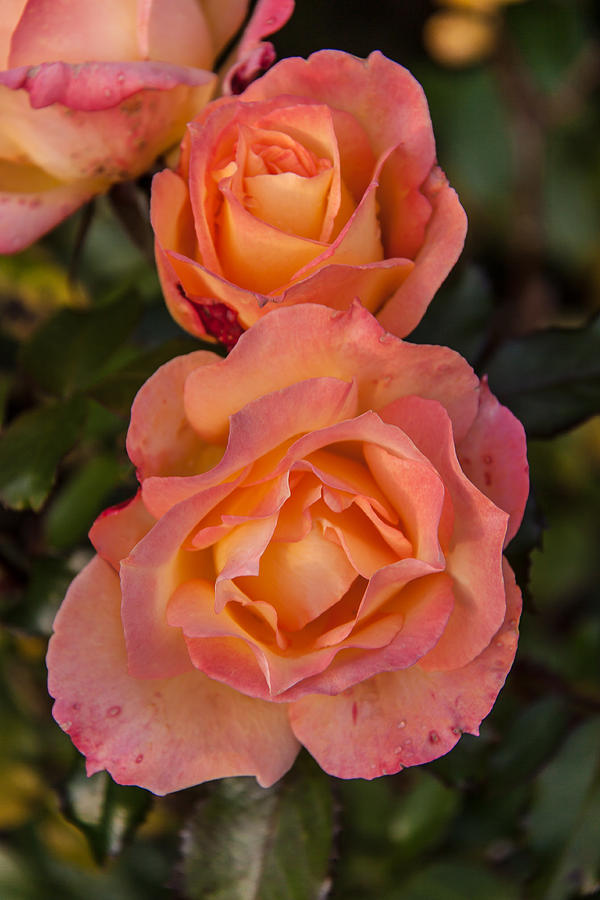 Bronze Roses 1 Photograph by T C Hoffman Fine Art America