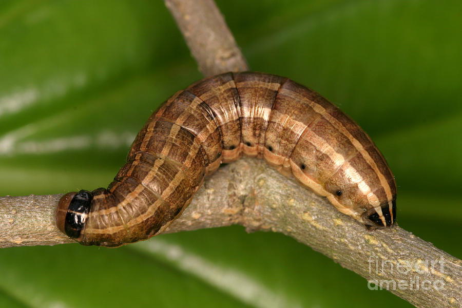 Bronzed Cutworm Caterpillar Photograph by Ted Kinsman