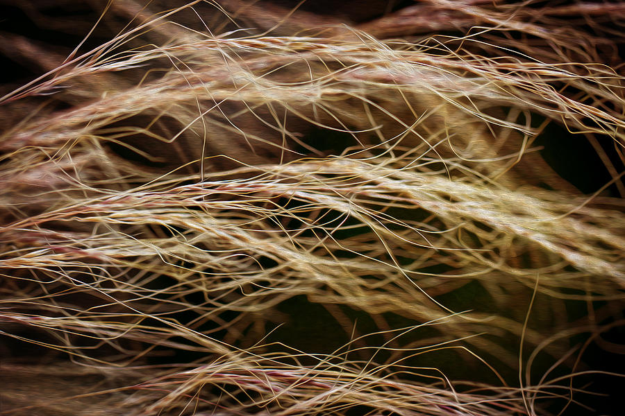 Bronzed Grasses. Photograph by Clare Bambers