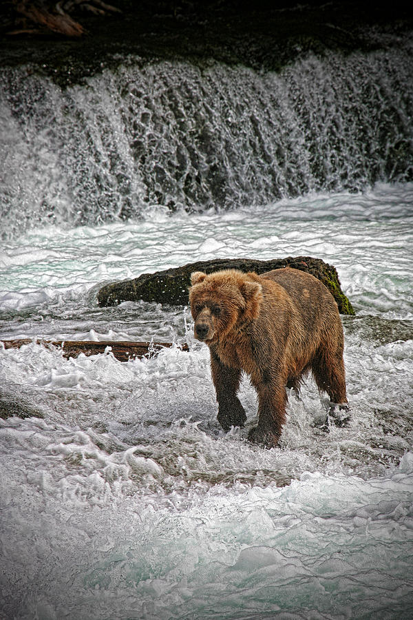 Bear Photograph - Brook Falls by Ronald Lafleur