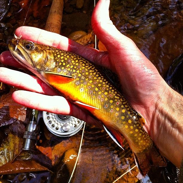 Flyfishing Photograph - Brook Trout Fall Colors by Dave M