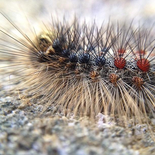 Insects Photograph - Brooklyn Caterpillar by Natasha Marco