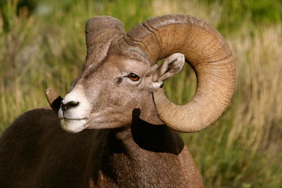 Broom Horned Ram Photograph by Bob Bahlmann - Fine Art America