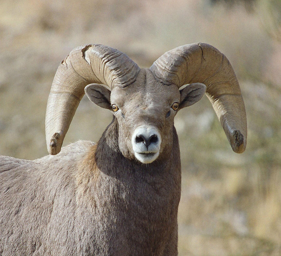 Broomed Ram Photograph by Brent Easley - Fine Art America