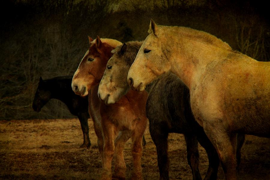 Horse Photograph - Brothers by Christine Annas