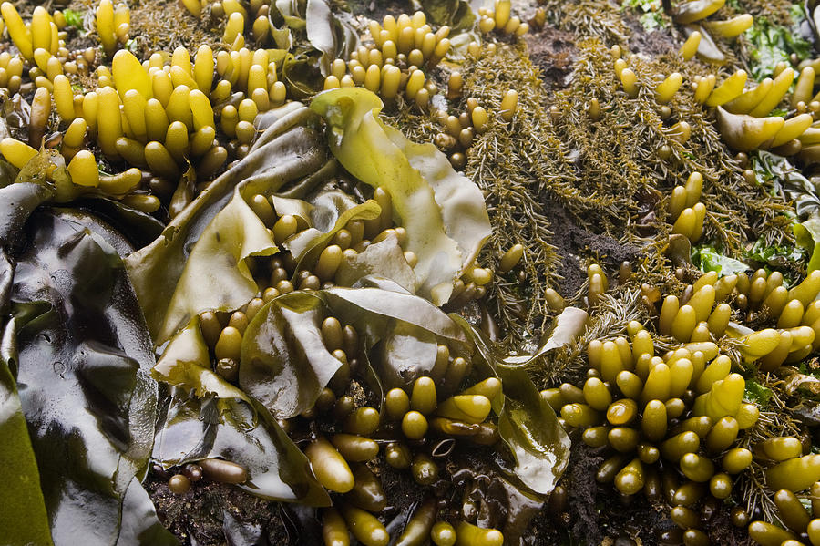Brown Algae And Seaweed On Intertidal Photograph by Sebastian Kennerknecht