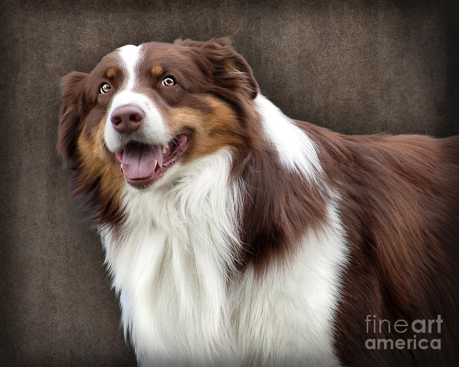 Brown and White Border Collie Dog Photograph by Ethiriel Photography