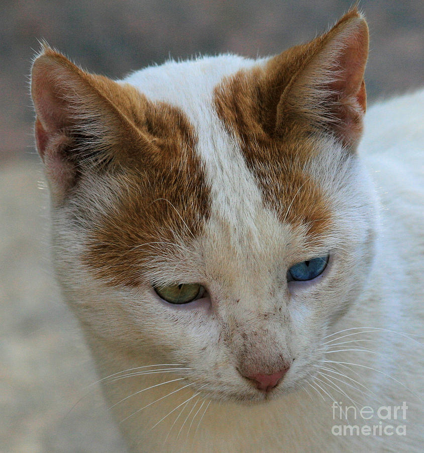 Brown And White Cat Photograph By Ruth Hallam Pixels