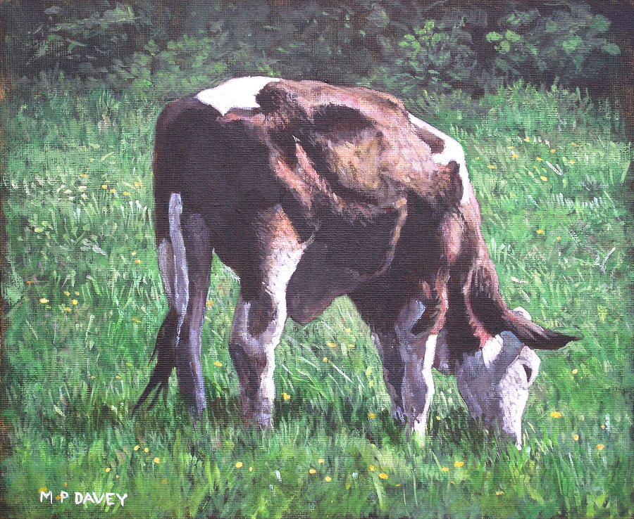 Brown And White Cow Eating Grass Painting by Martin Davey