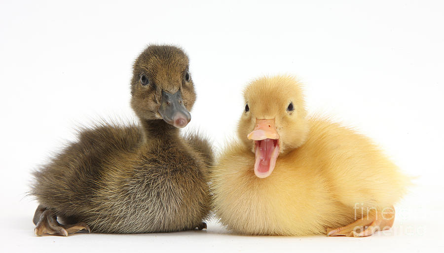 Brown And Yellow Duckling Photograph by Mark Taylor