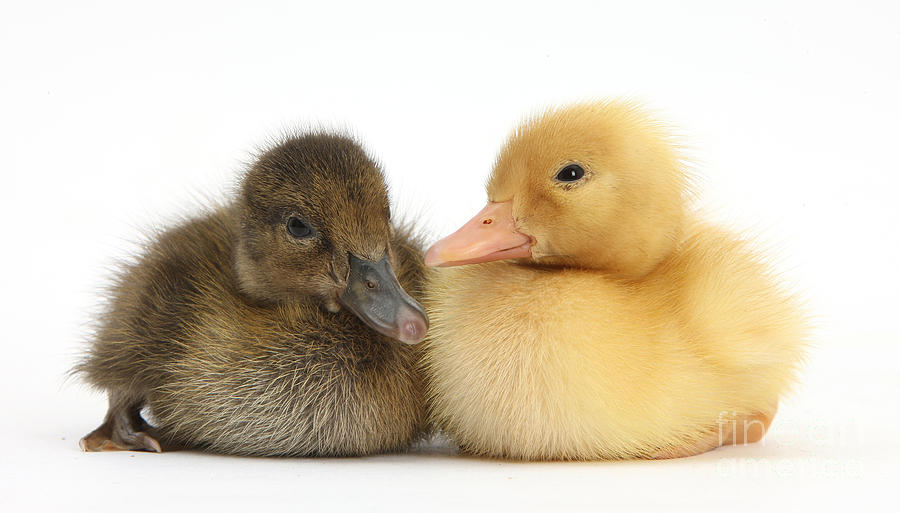 Brown And Yellow Ducklings Photograph by Mark Taylor