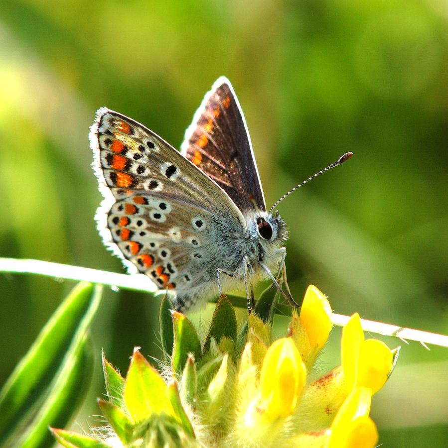 Brown Argus Butterfly by Colin Knight