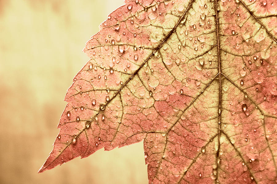 Fall Photograph - Brown Autumn by Carol Leigh