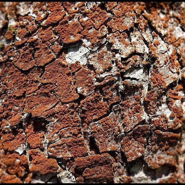 Nature Photograph - Brown Bark #pdx #portland #portlandia by Brandon Erickson