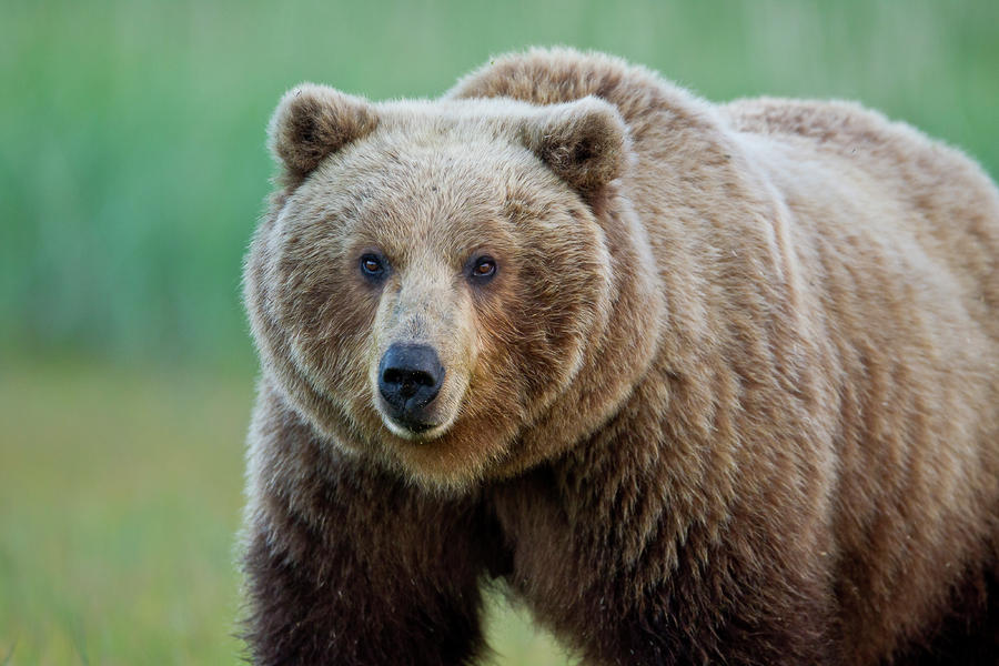 Brown bear  Photograph by D Robert Franz